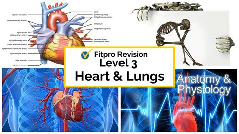 Biology 225 Human Anatomy and Physiology Lecture 4. . Level 3 anatomy and physiology revision